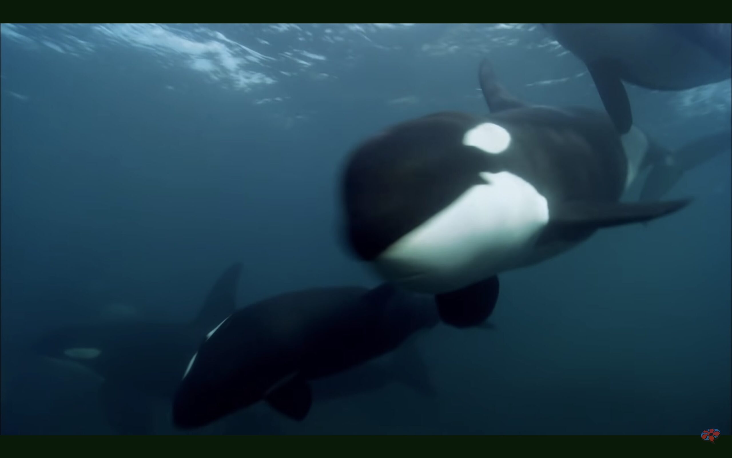 10 Best Netflix Movies You Forgot About